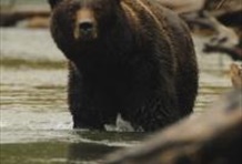 Grizzly Bear Watching - Bear Whisperer